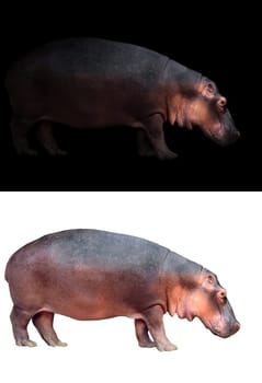 hippopotamus in the dark and hippopotamus isolated on white