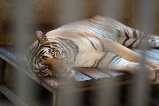 tiger behind bars in a zoo cage.