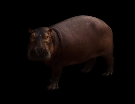 hippopotamus in the dark background with spotlight