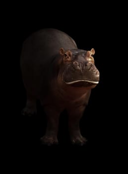 hippopotamus in the dark background with spotlight