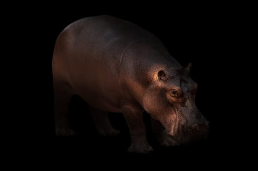 hippopotamus in the dark background with spotlight