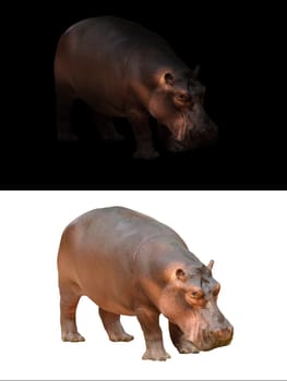 hippopotamus in the dark and hippopotamus isolated on white