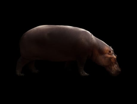 hippopotamus in the dark background with spotlight