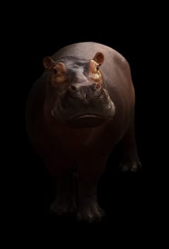 hippopotamus in the dark background with spotlight