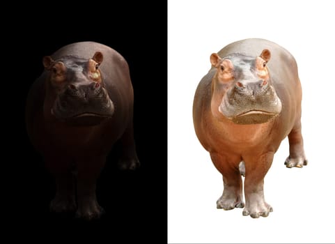 hippopotamus in the dark and hippopotamus isolated on white