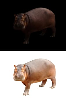 hippopotamus in the dark and hippopotamus isolated on white