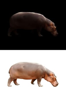 hippopotamus in the dark and hippopotamus isolated on white