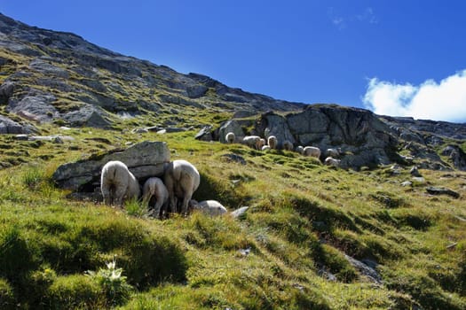 Sheeps on the trail in swiss mountains in summer