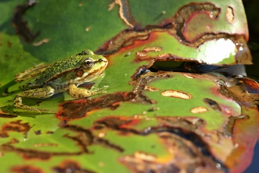 Young pond frog (Pelophylax esculentus) on water lily leaf