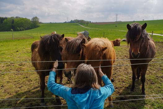 man feeding horses on a meadow at summer time