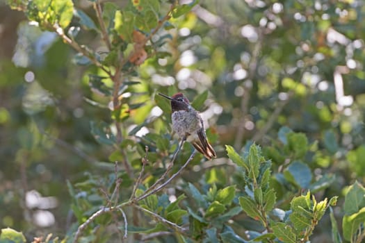 Anna's Hummingbird in a Tree near Santa Barbara, California