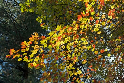 Changing Colors on a Maple Branch in Shenandoah National Park in Virginia