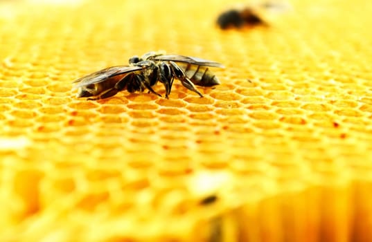 Close up view of the working bees on honey cells