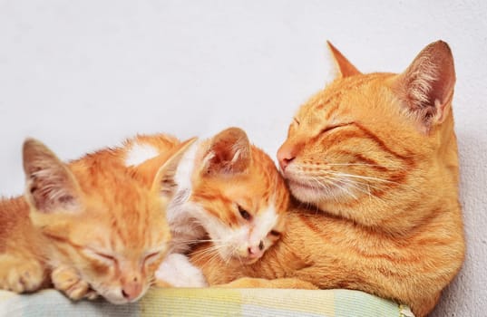 Cat Family