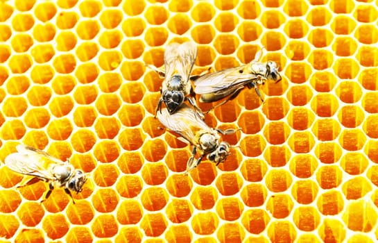 Close up view of the working bees on honey cells
