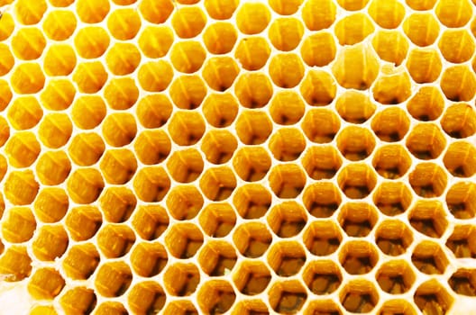 Close up view of the working bees on honey cells