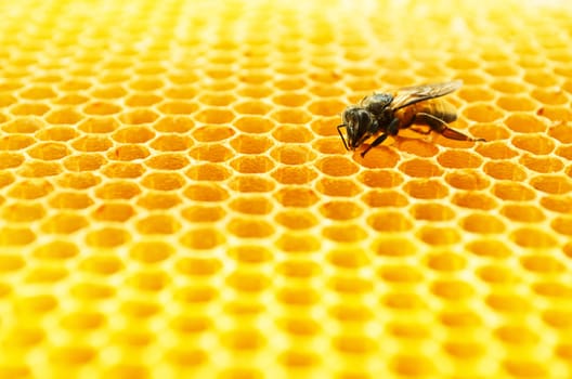 Close up view of the working bees on honey cells