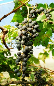 Bunch of red grapes on the vine with green leaves