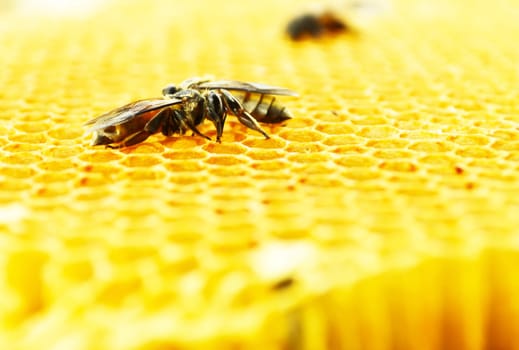 Close up view of the working bees on honey cells