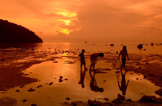 A Beach on the Island of Ko PhiPhi on Ko Phi Phi Island outside of the City of Krabi on the Andaman Sea in the south of Thailand.