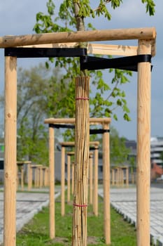 Newly planted young trees