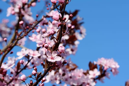 Ornamental plum,Prunus cerasifera