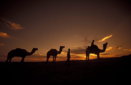 A camel owner in the Tar Wueste near Jaisalmer in the province of Rajasthan in West India in India.
