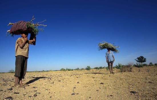 People go for wood in the deset of tar near the town of Barmer in the province Rajasthan in India.