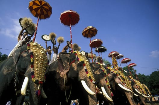 the Elephants at the Pooram Festival in Thrissur in the province of Kerala in India.
