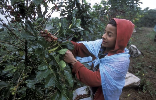 The coffee Plantations in the Hills of Copan in Honduras in Central America