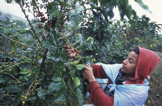 The coffee Plantations in the Hills of Copan in Honduras in Central America