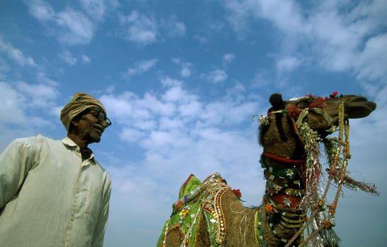 Kamel Farmer at the kamel Festival in the town of Bikaner in the province Rajasthan in India.