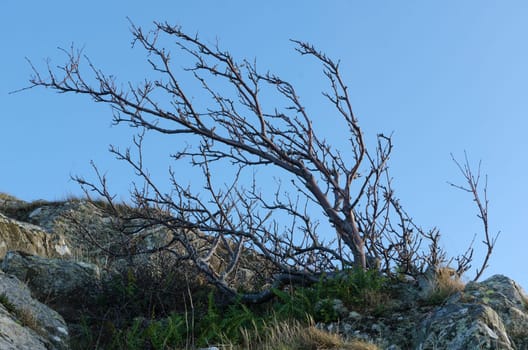 a windswept tree on a hill with a blue sky