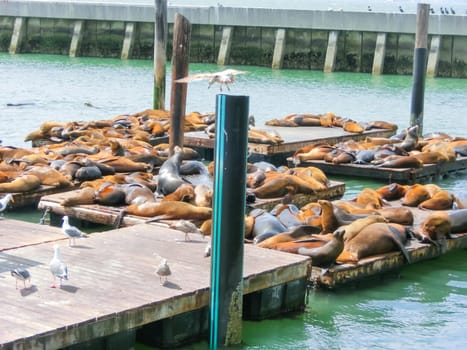 Sea lions at Pier 39 in San Francisco, USA
