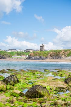 seaweed covered rocks with castle and cliffs on ballybunion beach in county kerry ireland