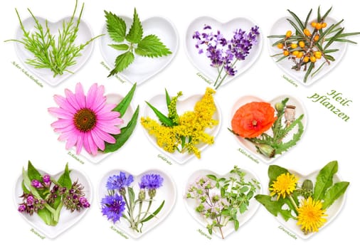 Alternative medicine with medicinal plants 2