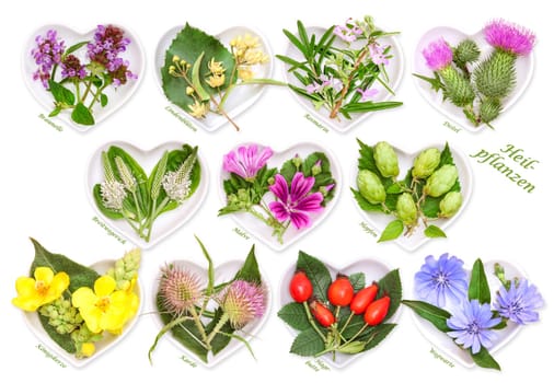 Alternative medicine with medicinal plants 3