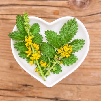 Odermennig,homeopathy and cooking with medicinal herbs