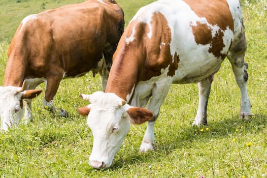 Cows grazing in the meadow in the mountains.