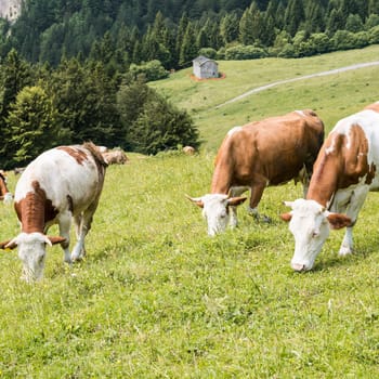Cows grazing in the meadow in the mountains.