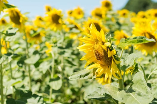 Sunflower field on a sunny day. Background of sunflower.