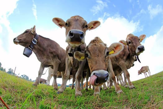 Curious young brown cattle on a pasture in Bavaria