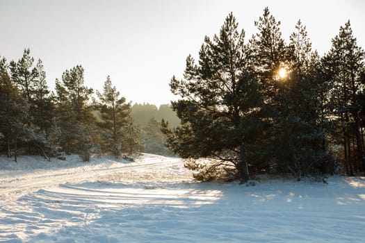 A beautiful snowy forest scene with a snowy road
