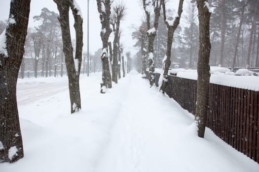 Snowy foot path in an wood alley