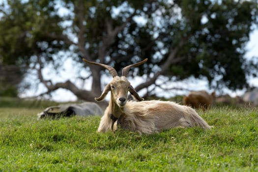 Goats graze in the green countryside in Sardinia.