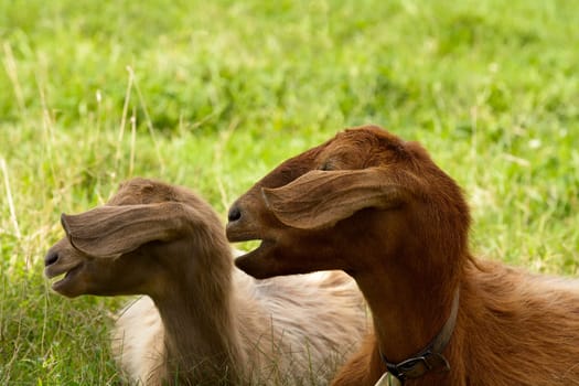 Goats graze in the green countryside in Sardinia.
