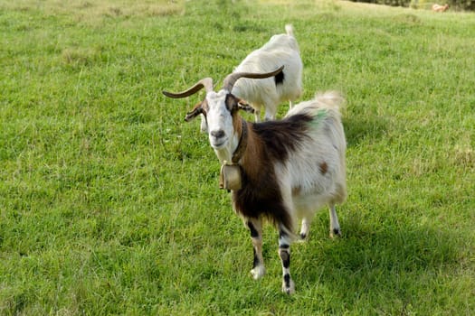 Goats graze in the green countryside in Sardinia.