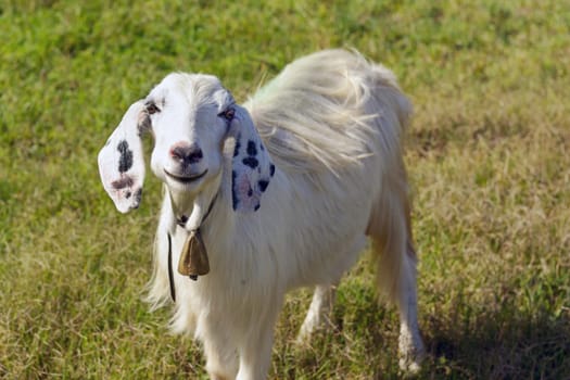 Goats graze in the green countryside in Sardinia.