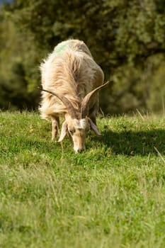 Goats graze in the green countryside in Sardinia.