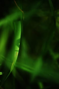 The close-up of green blades of grass of a meadow.